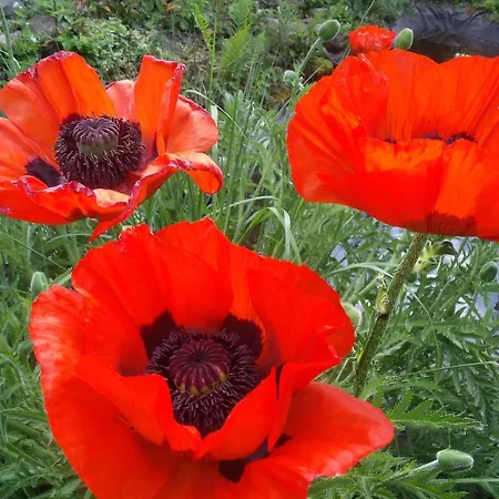 לינה וארוחת בוקר D Hotes ,hotel ,secret D'une Nuit A Pres De Onnaing,avec Piscine 3*